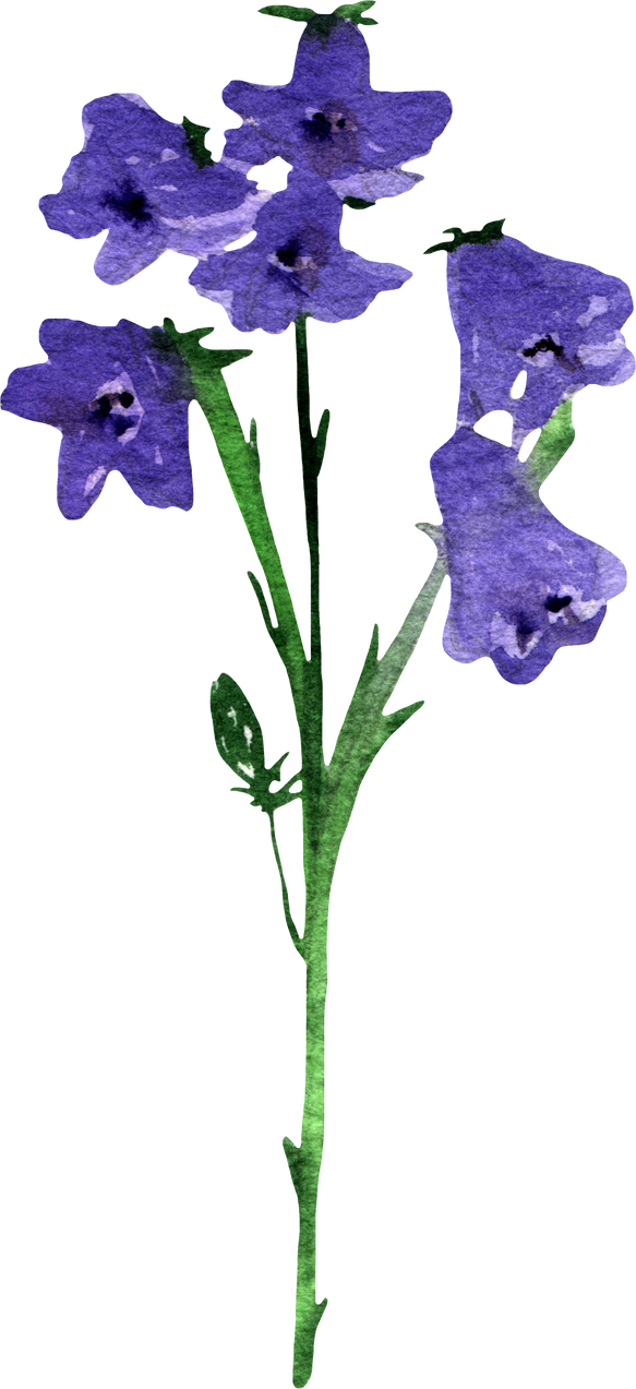 Watercolor Campanula Flower Illustration